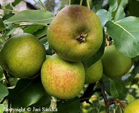 Pyrus 'Olga', pryn